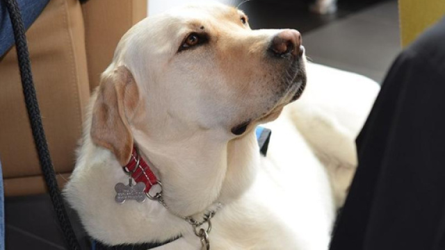 &Egrave; quasi in coma vegetativo da 8 mesi: reagisce grazie ad un cane