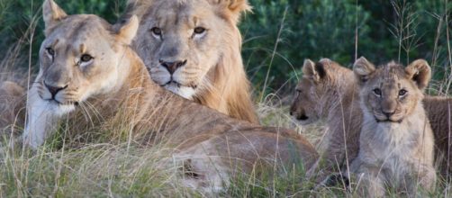 SUD&Aacute;FRICA / Leones devoran a varios cazadores que intentaban cazar rinocerontes