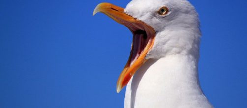 REINO UNIDO / Invasi&oacute;n de gaviotas con intoxicaci&oacute;n por consumo excesivo de alcohol