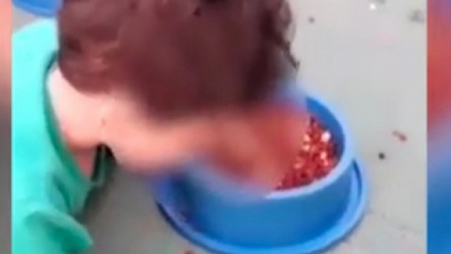 Bimbo di due anni costretto dalla mamma a mangiare il cibo del cane - ilmessaggero.it