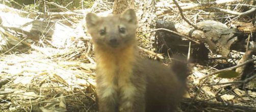 ESTADOS UNIDOS / Las martas de Humboldt cerca de la extinci&oacute;n por el cultivo de marihuana