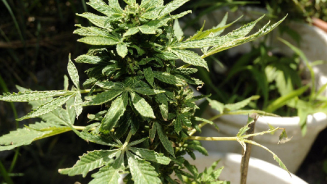 Cancro al pancreas, composto cannabis triplica sopravvivenza | l ... - ladige.it