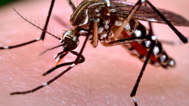 First Case Of West Nile Virus In LA County - Canyon News - canyon-news.com