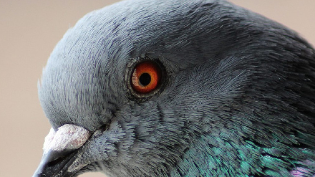 Indagato un carabiniere che ha sparato a un piccione uccidendolo nel centro di Roma.