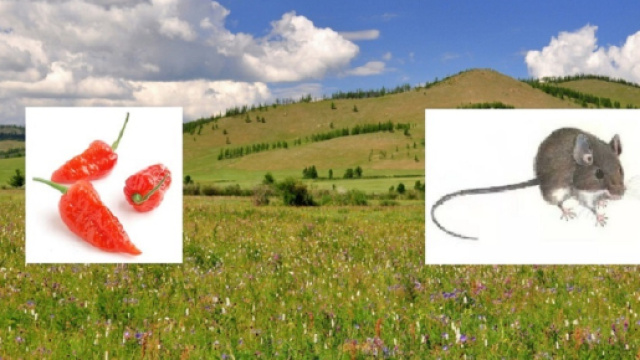 Miscelare i semi con polvere di peperoncino, allontana i roditori e salva il raccolto.
