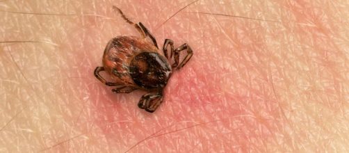 Muere un hombre de 74 a&ntilde;os en &Aacute;vila por la fiebre Crimea-Congo