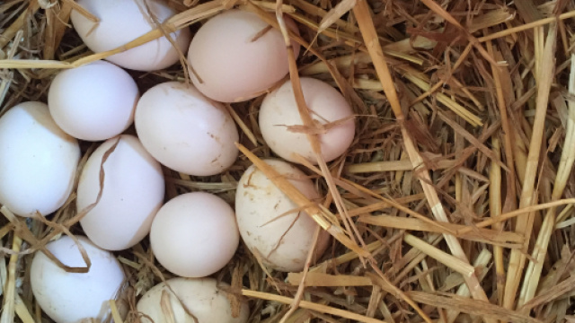 Uova fresche con salmonella ritirate dal mercato | Notizie - coolinariablog.it