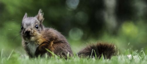 A baby squirrel scared a pedestrian in Karlsruhe, Germany and he called police. [Image Pixabay]