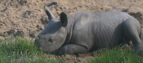 A new baby black rhino calf went outside for the first time at Chester Zoo. [Image Associated Press/YouTube]