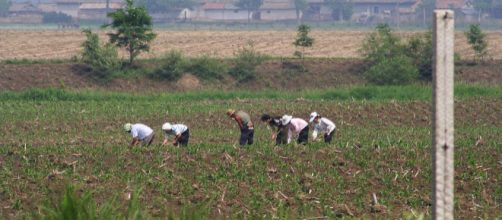 North Korean farmers toiling in their field. [Image courtesy &ndash; Beyond, Wikimedia Commons]