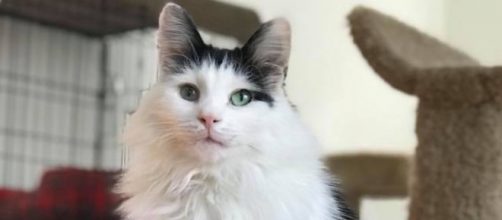 The Golden Paw Society saves cats on Long Island. / Image via Eileen Osmers, used with permission.