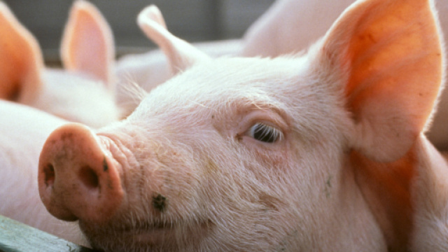 Amalfi, maiale come premio della lotteria e i vegani insorgono