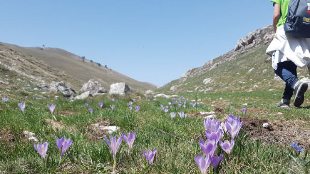 L'Aquila, vipere mordono due uomini.