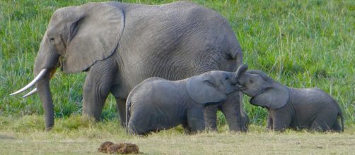 Los elefantes tienen un gen que les protege del c&aacute;ncer