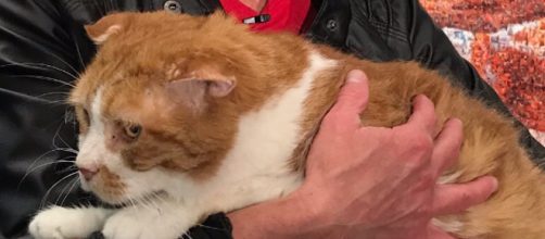 The Patricia H. Ladew Foundation helps cats--especially older cats--find forever homes. / Image via Dr. Susan Whittred, used with permission.