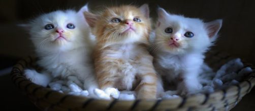 Top 7 Cute Kittens In A Basket Photos For Cat Lovers - Image credit - CCO | Pixabay