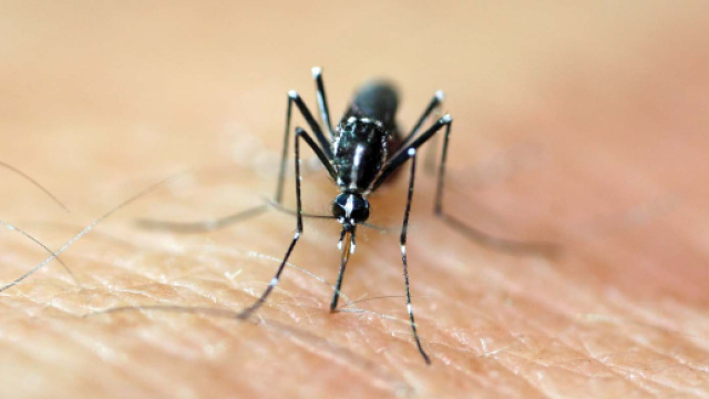 West Nile: primo caso in Alto Adige, i sintomi da non sottovalutare