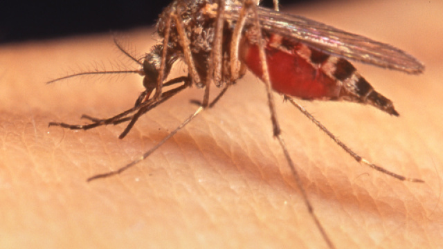 Creepy mosquito danger in San Fernando Valley: West Nile virus.