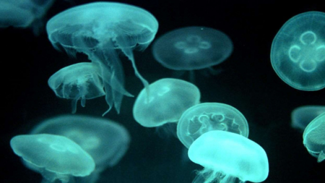 Cubomedusa o Medusa cubo &egrave; tra gli animali marini pi&ugrave; pericolosi