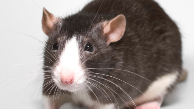 Incredibile: topo entra in casa e morde il dito di un medico