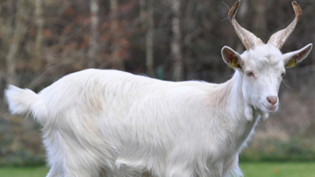 India, violentano una capra incinta - wikimedia.org