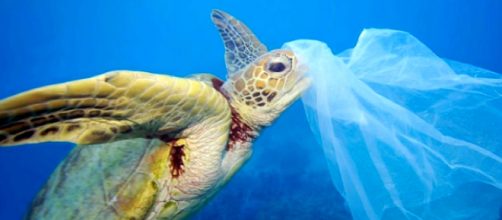 New Zealand Bans Single-Use Plastic Bag. Joyous News! [Image courtesy &ndash; The Golden One, YouTube video]