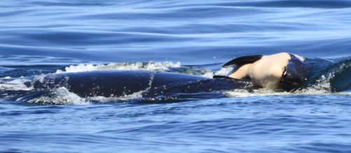 Mam&aacute; orca tard&oacute; 17 d&iacute;as en despedirse de su cr&iacute;a muerta