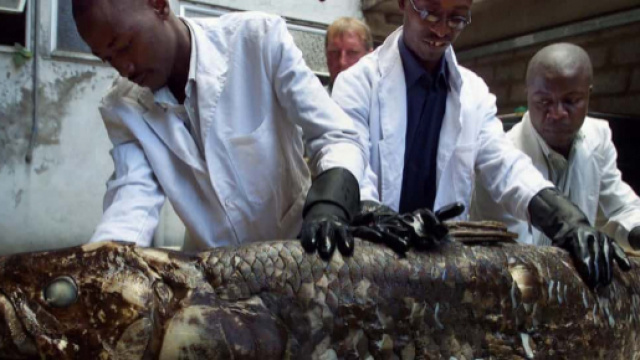 Un celocanto catturato da un pescatore nel 2001 e mostrato dal National Museum del Kenya