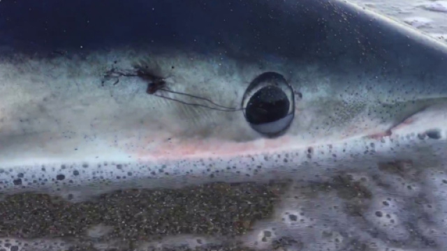 Uno squalo verdesca ha morso a un polpaccio un bagnante su un lido adriatico di Torino di Sangro, in provincia di Chieti.