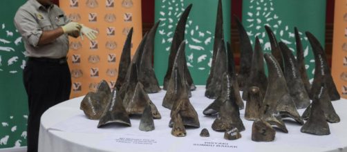 MALASIA/ Incautan un cargamento ilegal con 50 cuernos de rinoceronte