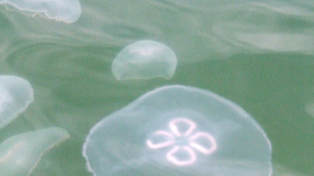 Bagnino libera meduse catturate e viene preso a badilate