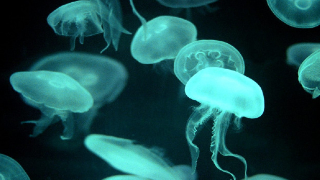 Rimini, bagnino libera meduse, bagnante lo prende a badilate