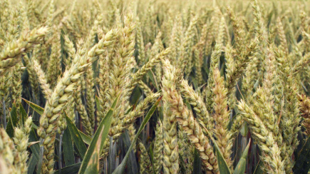 Une carte pr&eacute;cise du g&eacute;nome du bl&eacute; est aujourd&rsquo;hui disponible.