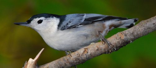 A white-breasted Nuthatch perched on a branch. [Image courtesy &ndash; Gary Irwin, Wikimedia Commons]