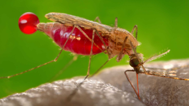 Crescono nel NordEst i decessi per la febbre del Nilo - Il NordEst ... - ilnordestquotidiano.it