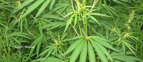 California lawmakers pass bill to wipe marijuana convictions clean - Image credit - Bogdan