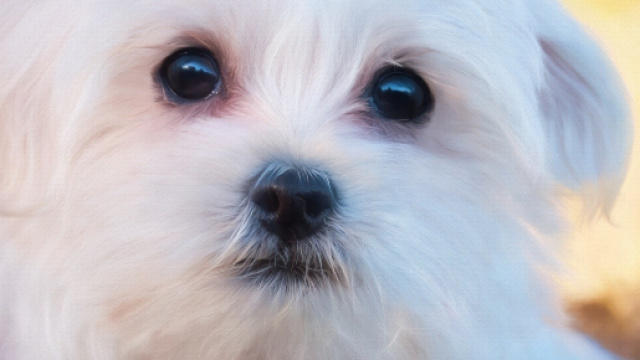 USA: a 8 anni porta fuori il cane da sola, ma una vicina fa intervenire polizia e servizi sociali