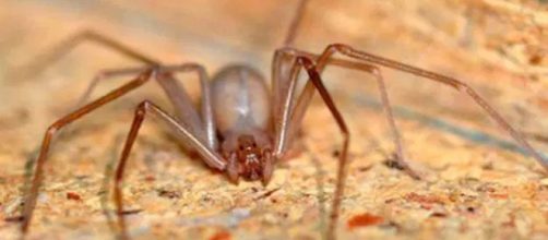 Dos bebes mueren por la picadura de una ara&ntilde;a