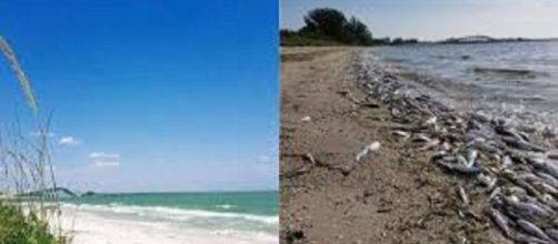 EE.UU./ Marea roja afecta varias zonas de Florida, y mata miles de especies marinas