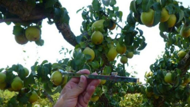 A Sommacampagna nel Veneto, una donna &egrave; stata segregata per due settimane in un cassone delle mele dal suo datore di lavoro e amante.