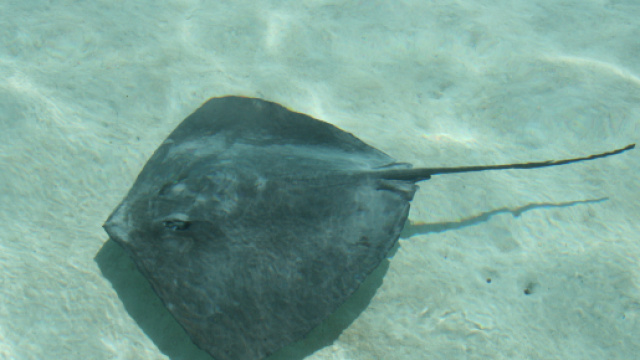 Cagliari, turista romano sventra razza in spiaggia: denunciato (in foto un esemplare di pastinaca, nome scientifico dell'animale)