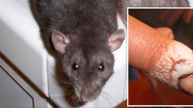 Napoli topo morde dito di un uomo - Teleclubitalia.it