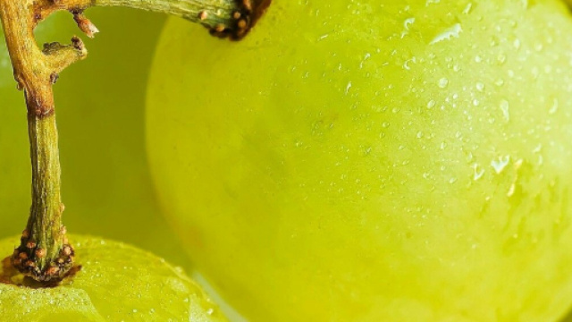 Un acino d'uva ingerito in un momento di disattenzione dei genitori, ha ucciso ieri una bimba di neanche due anni soffocandola.