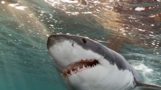 Massachusetts, squalo salta fuori dall'acqua a pochi metri dal biologo marino