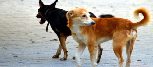 Dogs attack elderly woman in Texas (Not pictured) - Image credit - Sandeephanda | Pixabay