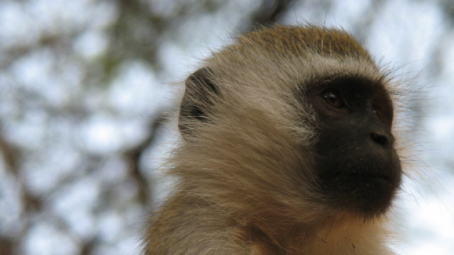 Vaiolo delle scimmie: un contagiato in Gran Bretagna