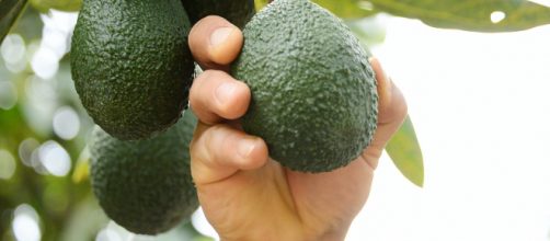 AGUACATE | Sinapsis MX - sinapsismx.com