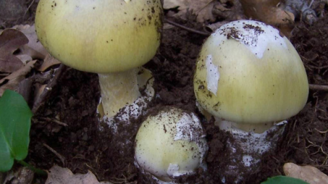 Famiglia di Rocca di Papa avvelenata da funghi Amanita falloide: due morti e quattro ricoverati in gravi condizioni.