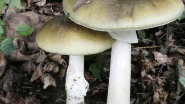 Un esemplare di Amanita falloide, noto anche come tignosa verdognola, &egrave; considerato uno dei funghi pi&ugrave; tossici per l'uomo