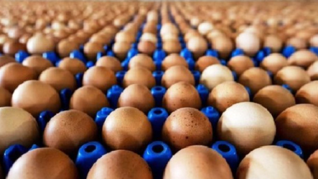 Uova a rischio salmonella: il Ministero della Salute richiama un lotto di quelle fresche.